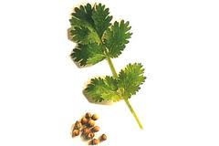 CORIANDER SEED OIL(INDIAN) - Rakesh Sandal Industries