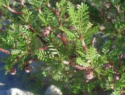 BURSERA OIL (PALO SANTO) - Essential Oils