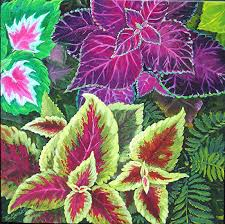 COLEUS OIL - Rakesh Sandal Industries