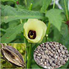 AMBRETTEE SEED OIL - Rakesh Sandal Industries