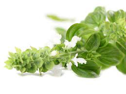 BASIL HYDROSOL - Hydrosol Floral Water