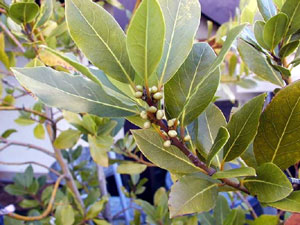 BAY LEAF OIL - Spice Oils