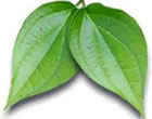 BETAL LEAF OIL - Essential Oils