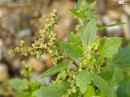 CHENOPODIUM OIL - Essential Oils