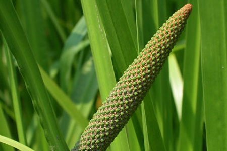 CALAMUS OIL - Essential Oils