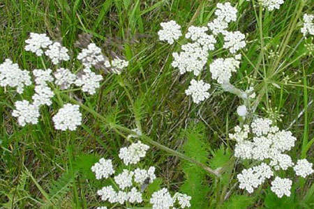 CARAWAY OIL - Essential Oils