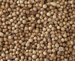 Celery Seed Oleoresin - Rakesh Sandal Industries