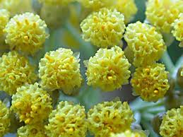 HELICHRYSUM OIL - Rakesh Sandal Industries