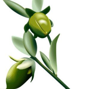 JOJOBA OIL - Rakesh Sandal Industries