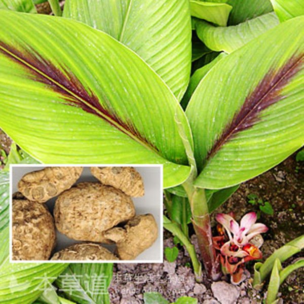 CURCUMA ZADOERIA OIL - Rakesh Sandal Industries